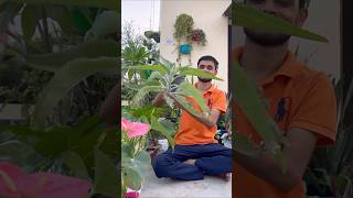 पत्ते से ग्रो करें ये पांच पौधे 🪴🌷 #youtube #gardening #shorts