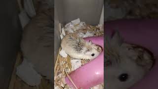 Lovely small pets Roborovski hamster animals..#pets (5)