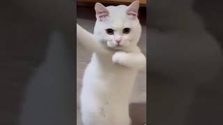 Cat dance #shorts #youtubeshorts #funnycats #funny