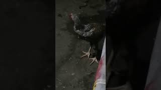 GE TUGNAW ANG MANOK 🐔 🐔 🐔