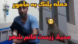 حمله پلنگ به مامور محیط زیست قائم شهر&جنجالی