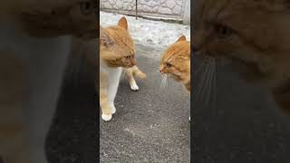 This fight is so serious #shorts #cat #catvideos