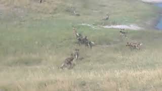 Wild African Painted Dogs, Chobe National Park Botswana