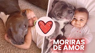 MEJOR COMPILACION DE PERROS PITBULLS JUGANDO CON BEBES 💖😍