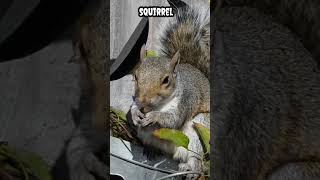 Squirrel #shorts #viral #trending