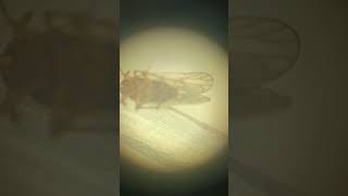 plant Hopper under microscope 🔬 but not clear 😞 #video #insects #insectcontrol #nature