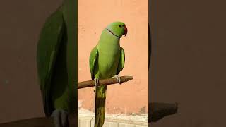 Khanpur | Row | Parrot | HD