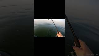 Мелкие сомики атакуют #рыбалка  #fishing