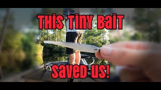 TINY Bait SAVED Us!!! #fishing #youtube #subscribe #outdoors #comment #funny