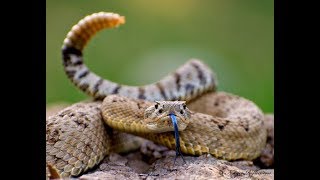 Great Basin Rattlesnake