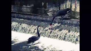 Black Swans of Dawlish (May 2018)