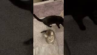 Black Cat And Tabby Obey Sit Command To Get Midnight Snack!! Sweeeeet…