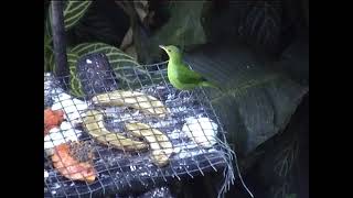 Green honeycreepers, Asa Wright Nature Centre, Trinidad