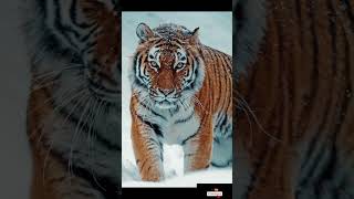 3 mitos sobre os tigres. #euamoanimais #animais #shortvideo