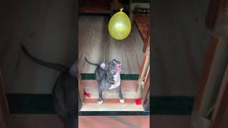 American Pitbull dog playing with 🎈Baloon | Dogo Shadow