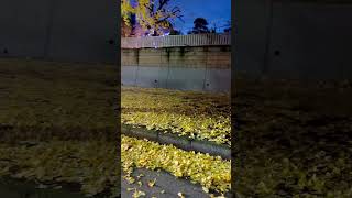 GINKGO FALLING LEAVES ALONG OUR  WAY  #youtubeshorts #pinayinjapan #shortvideo #japan #vlog