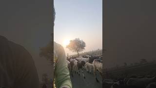 हमारे गांव की ट्रैफिक//#minivlog #trending #ytviral #ytshorts #netubisht