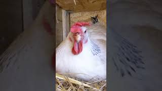 #chicken #animals #animales #cat #funny #humor , gallinas