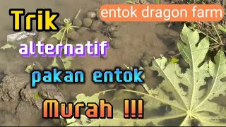 Tips alternatif pakan entok murah !!!