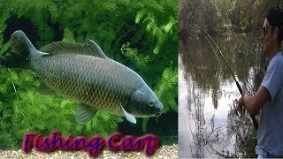 Carp Fishing: Basic Rig 1