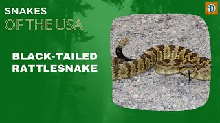 BLACK TAILED RATTLESNAKE