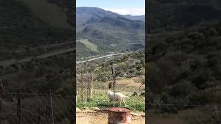 Olvidamos lo que está entre medio〰️ Campomaggiore(pz)🇮🇹〰️ ciudad de la utopía