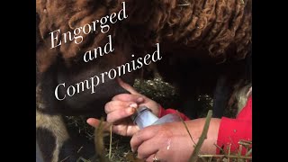 Lambing diaries: Can I get these lambs to nurse on mom? Vlog 569 #sheep #lambs