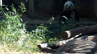 Panda Atlanta Zoo 6