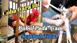 CARA MENGOBATI AYAM PELUNG BUBUL