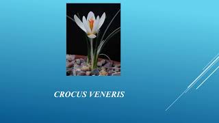 Crocus Veneris and Myrtus Veneris