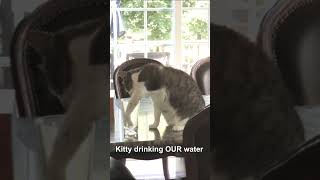 Kitty drinking OUR water