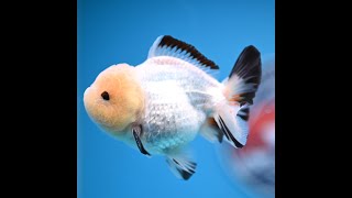 Panda Oranda 3.5-4 inches (241011_OR15)