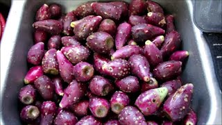 Bexar's Prickly Pear Jelly for the Preppers Retreat Food Storage