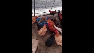 Chickens arranging illegal dog fights