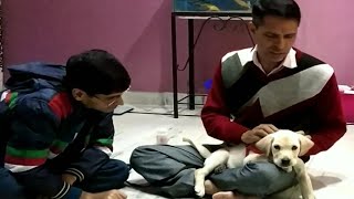 Papa ka Ladla 😜 | Cute Lab Puppy fun video