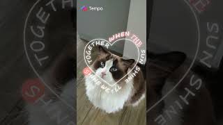 #cat#cats#kot#kotek#kotki#video#shorts kochany Ercio filmik