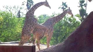 giraffe gets 2 strikes trying to get it on @ Gladys Porter Zoo