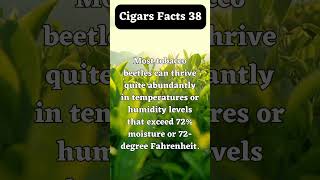 Cigars facts 38