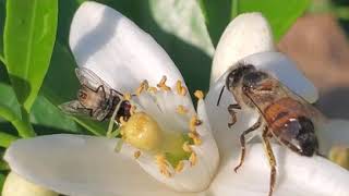 Bees Looking for Nectar, Washington Navel