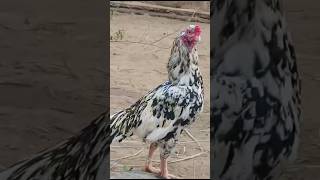 Aseel Tiger Breed||#foryou #viral #trending #viralvideo #youtubeshorts #reels #ytshorts