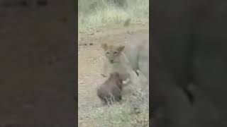 Lion cubs learn to hunt from their mother