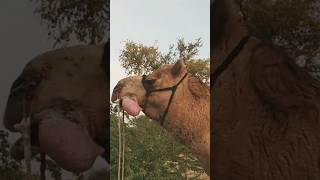 Camel full enjoy winter☃️||Camel happy sound|| #camels #yshorts #trending