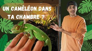 Comment avoir un caméléon chez toi ?!