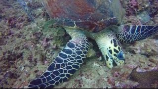 Diving at Koh Phi Phi Islands, Thailand / Nurkowanie w Tajlandii