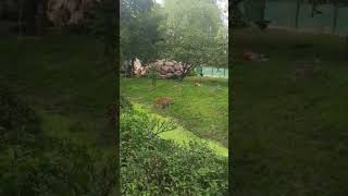 Tiger eating grass at Bannerghatta biological Park Bangalore, #tiger #zoo