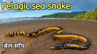 Yellow bellied sea snake documentary| Pelagic sea snake #seasnake #indianocean #snakevideo