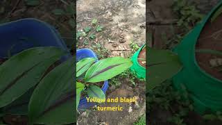 Yellow and black turmeric plants see the black line in difference between both #turmeric # black