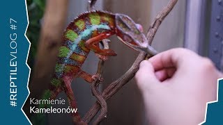 Właśnie wykluł się kameleon Nosy faly! - Wyniki Zabawy o Terrarium