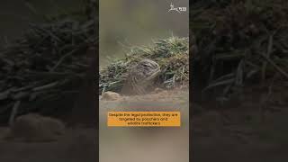 The Indian Spiny-tailed Lizard | Illegal Wildlife Trade | Kachchh, India