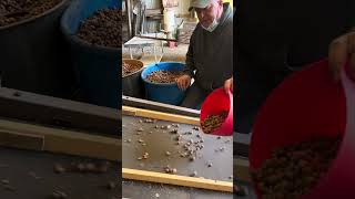 Hanging out with the nut guy - here’s how husking hazelnuts is done.